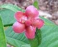 Garcinia prainiana